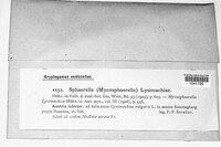 Mycosphaerella lysimachiae image
